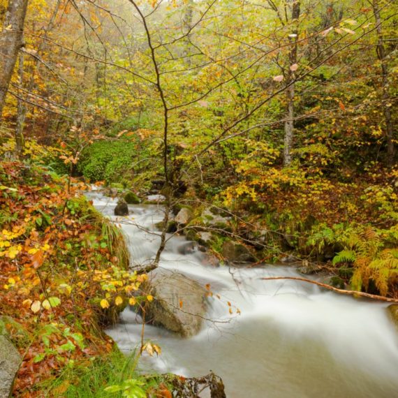 Nestos River